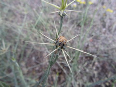Centaurea solstitialis solstitialis