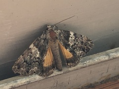 Allotria