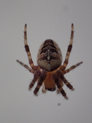 Araneus diadematus