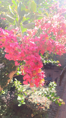 Lagerstroemia indica