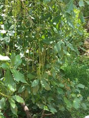 Barringtonia acutangula