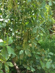 Barringtonia acutangula