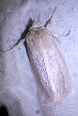 Globia oblonga