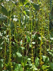 Barringtonia acutangula
