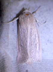 Globia oblonga