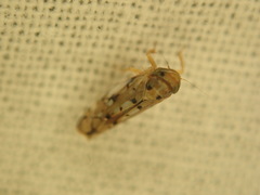 Scaphoideus