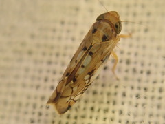 Scaphoideus