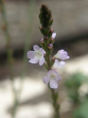 Verbena officinalis
