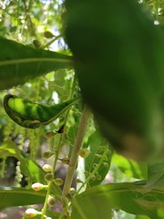 Acanthuchus trispinifer