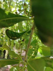 Acanthuchus trispinifer