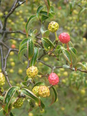 Cornus kousa