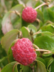 Cornus kousa