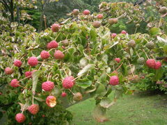 Cornus kousa