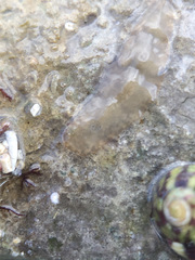 Leptoplana tremellaris