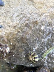 Leptoplana tremellaris