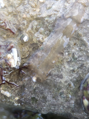 Leptoplana tremellaris