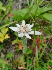 Leontopodium stellatum