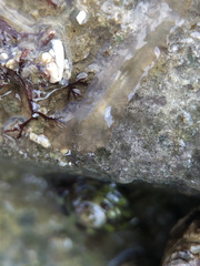 Leptoplana tremellaris