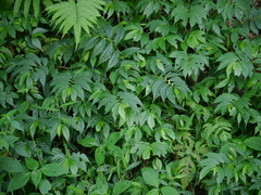 Elatostema lineolatum