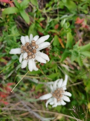 Leontopodium stellatum