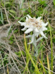 Leontopodium stellatum