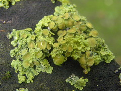 Xanthoria parietina