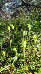 Pterostylis setulosa