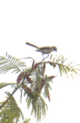 Prinia inornata