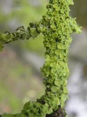 Xanthoria parietina