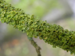Xanthoria parietina