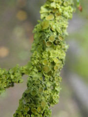 Xanthoria parietina
