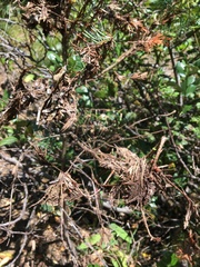 Herpotrichia juniperi