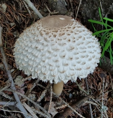 Leucoagaricus nympharum