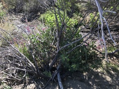 Penstemon clevelandii clevelandii