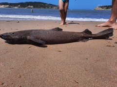 Scymnodon ringens