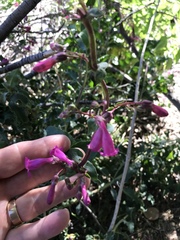 Penstemon clevelandii clevelandii
