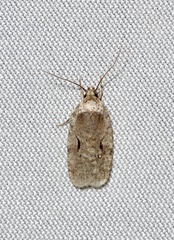 Agonopterix curvilineella