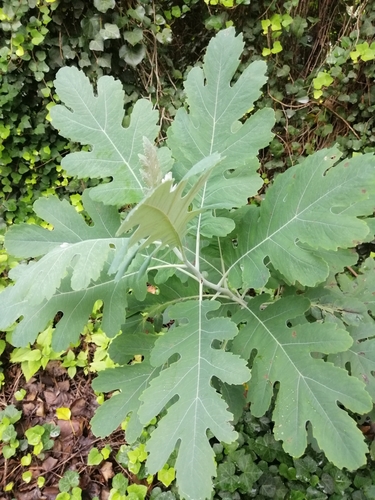 Bocconia latisepala (Bocconia latisepala)