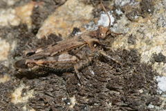 Acrotylus fischeri