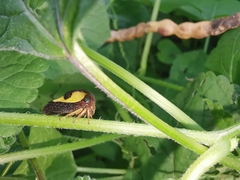 Hyphinoe camelus