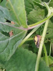 Hyphinoe camelus