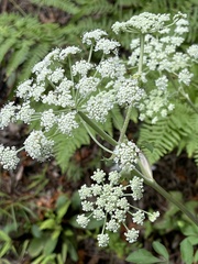 Angelica venenosa