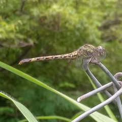Paragomphus genei
