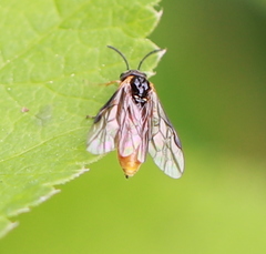 Monostegia abdominalis