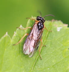 Monostegia abdominalis