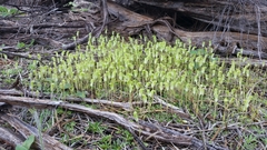Pterostylis setulosa