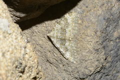 Coenotephria ablutaria