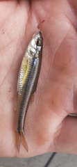 Notropis heterolepis