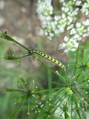 Depressaria chaerophylli