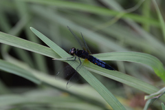 Lyriothemis pachygastra